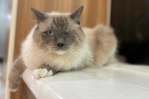 blinde Katze oder verletzte Katze, die nur mit einem Auge schaut. Entzückend süße weiße und rot getigerte persische Ragdoll-Katze, die sich hinlegt und in die Kamera schaut. foto