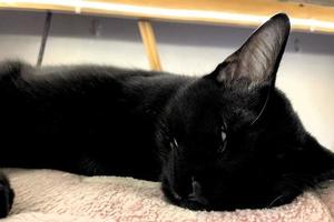 süßes kleines schwarzes kätzchen schläft auf pelzteppich. Bild einer entzückenden schwarzen Katze, die sich auf einem warmen Bett sonnt foto