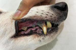Hunde haben Probleme mit Mundhöhle, Kalkstein, Zahnfleischentzündung, Karies. Überprüfung der Hundezähne, selektiver Fokus. Pflege von Hundezähnen aus nächster Nähe. Makro des offenen Hundemauls foto