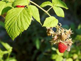 Reife Frucht der roten Himbeere auf grünem Busch foto