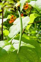 grüne Schote und Blätter des Catalpa-Baums foto