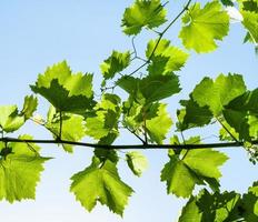 Zweig mit grünen Weinblättern und blauem Himmel foto