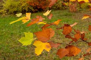 mehrfarbige Ahornblätter im Herbst auf einem Ast. selektiver Fokus. foto