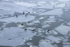 Frühling dünnes Eis auf der Oberfläche des Flusses. Eisdrift. foto