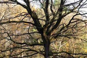 schöner wilder herbstwald mit buntem laub und kahlen bäumen, sonnenstrahlen. foto