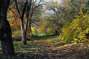 schöner wilder herbstwald mit buntem laub und kahlen bäumen, sonnenstrahlen. foto