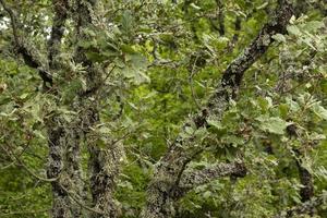 die eiche, quercus pubescens, wächst im hochland. Reliktbaum Eiche. Weicher Fokus. foto