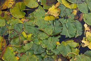 Herbstblätter von Seerosen auf dem Teich. foto