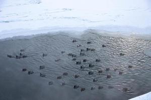 Enten schwimmen im Eisloch. Enten im Winter foto