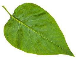 grünes blatt von syringa vulgaris lila isoliert foto