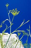 spinnenartig auf Dill unter blauem Himmel foto