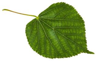 grünes Blatt des Tilia-Cordata-Baums isoliert foto