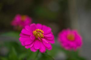 Nahaufnahme der schönen großen roten Zinnia-Blume in voller Blüte auf verschwommenem grünem Hintergrund. mit weichem Fokus am Sommertag fotografiert foto