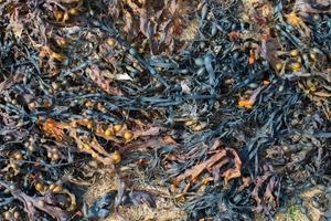 natürliches Muster. schwarze und orangefarbene Algen. Frankreich foto