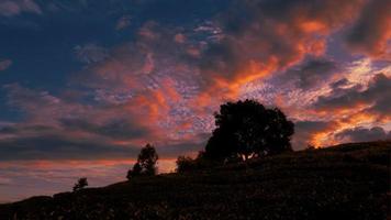 Sonnenuntergangslandschaft mit Feld und Bäumen. foto