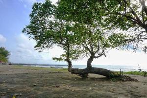 Waru-Bäume am Strand und Fischerboote foto