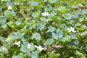 feld weißer und rosa lotus im see und grüne blätter lotus im südlichen thailand foto