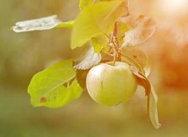 Bei Sonnenuntergang hängt ein Apfel am Ast im Garten. foto