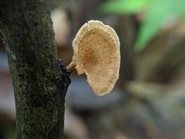 Einzigartiger Blick auf einen leuchtend weißen Pilz, der auf einem Baumstamm wächst foto