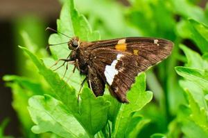 Silberfleckiger Skipper-Schmetterling bunt im Frühling foto