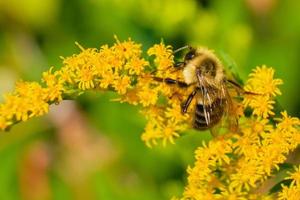 Gemeine östliche Hummel bestäubt eine Goldrute foto