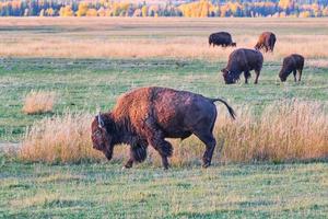 amerikanischer bison, der die landschaft von wyoming durchstreift foto