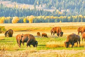 Eine Herde Bisons grast bei Sonnenuntergang im Grand-Teton-Nationalpark foto