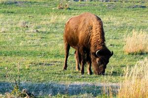 isolierter bison weidet bei sonnenuntergang im grand-teton-nationalpark foto