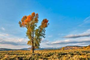 isolierter Baum im Herbst foto