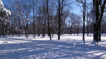 Winterlandschaft. Bäume ohne Blätter im Wald im Winter foto