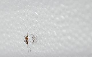 Aedes-Mücken an der Wand. Konzept. Dengue-Fieber, Malaria, Regenzeit. foto