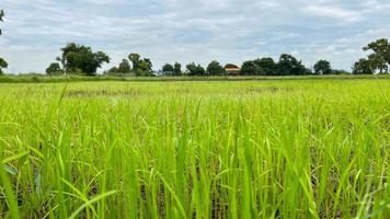 asiatisches reisfeld, das auf dem feld in ayutthaya thailand arbeitet foto