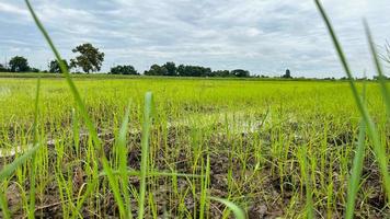 asiatisches reisfeld, das auf dem feld in ayutthaya thailand arbeitet foto