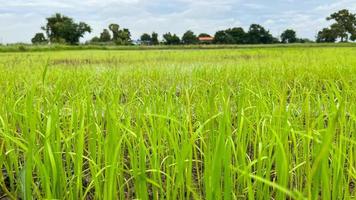 asiatisches reisfeld, das auf dem feld in ayutthaya thailand arbeitet foto