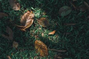 Natur des grünen Blattes im schönen Garten. natürliche grüne Blätter Pflanzen Hintergrund Deckblatt Umwelt Ökologie oder Grün Tapetenkonzept foto