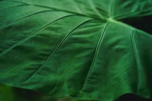 Natur des grünen Blattes im schönen Garten. tropische Waldökologie und natürlicher grüner Hintergrund. natürliche grüne Blätter Pflanzen Hintergrund Deckblatt Umwelt Ökologie oder Grün Tapetenkonzept foto
