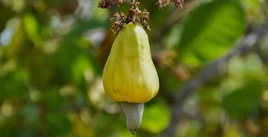 Ein Bündel Cashewäpfel an einem Cashewbaum. foto