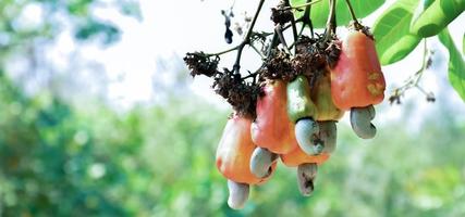 Ein Bündel Cashewäpfel an einem Cashewbaum. foto