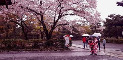 kyoto, japan am 8. april 2019. menschen gehen mit regenschirmen spazieren, weil es regnet. foto