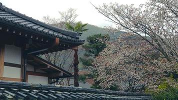 in einem dorf in kyoto blühen kirschblüten foto
