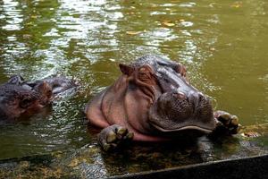 Nilpferd. Das Nilpferd ist groß foto