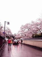 kyoto, japan am 8. april 2019. menschen gehen mit regenschirmen spazieren, weil es regnet. foto