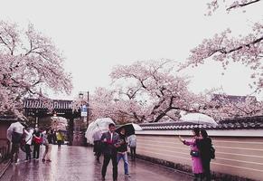 kyoto, japan am 8. april 2019. menschen gehen mit regenschirmen spazieren, weil es regnet. foto