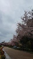 in einem dorf in kyoto blühen kirschblüten. foto