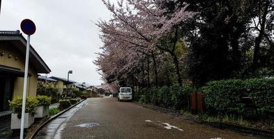 in einem dorf in kyoto blühen kirschblüten. foto