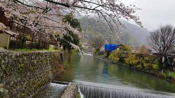 wunderschöne kirschblüten am rande von hozu, das am fuße der arashiyama-berge liegt. mit einem kleinen fließenden Wasserfall. foto