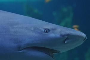 gruseliger blick des wütenden weißen hais im ozean foto