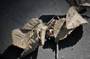 graue getrocknete blätter, die auf dem boden liegen foto