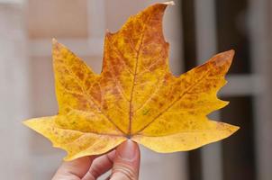 Orangefarbenes Ahornblatt, das mit den Fingern gehalten wird foto