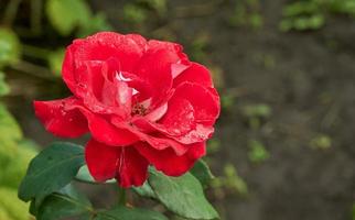 Knospe der roten Rose, die im Hinterhofgarten wächst. foto